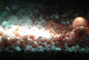 Snails thriving in aquaponic aquarium