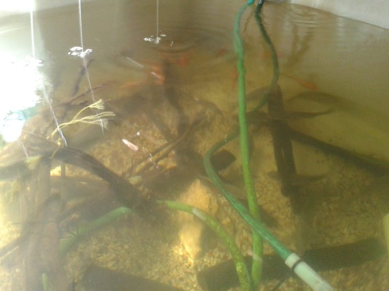 Aquaponic yabbies 